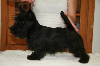 Scottish terrier