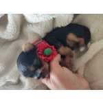 Yorkshire Terrier Yorkshire Miniatura