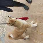 Akita Akita Inu