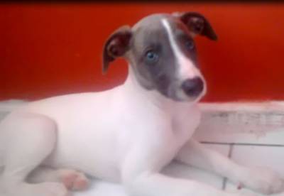 Femeas Whippet