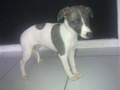 Lindos Filhotes Whippet