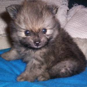 spitz anão machinho laranja pedigree cbkc spitz anão machinho laranja pedigree cbkc