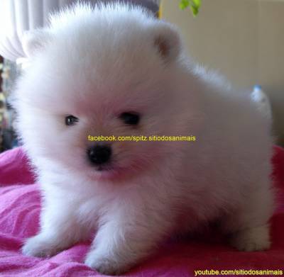 SPITZ ANÃO LULU POMERÂNIA LOP AFIXO SPITZ ANÃO LULU POMERÂNIA LOP AFIXO