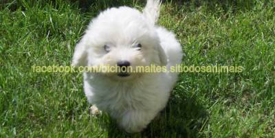 BICHON MALTES LOP AFIXO