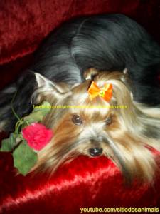 YORKSHIRE TERRIER LOP EXCELENTES