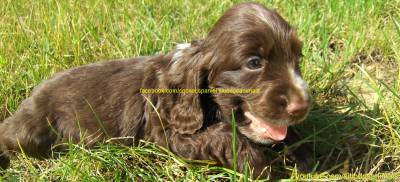 COCKER SPANIEL LOP AFIXO VRIAS CORES