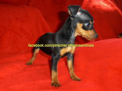 PINSCHER MINIATURA LOP AFIXO PINSCHER MINIATURA LOP AFIXO
