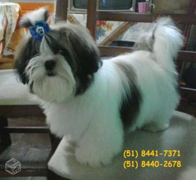 Shih Tzu Padreador