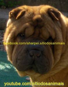 SHAR PEI LOP AFIXO CH INT CH USA SHAR-PEI