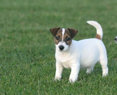 JACK RUSSELL TERRIER