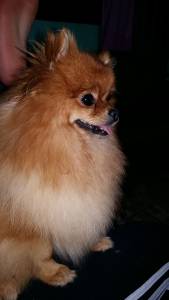 spitz alemo ano