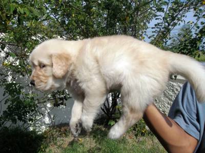 golden retriever