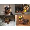 Yorkshire Terrier Yorkshire filhotes em Curitiba