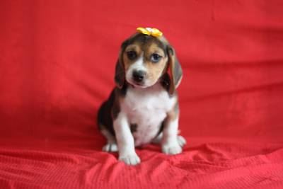 Beagle Femeas