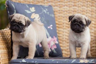 Pugs - Filhotes altamente selecionados