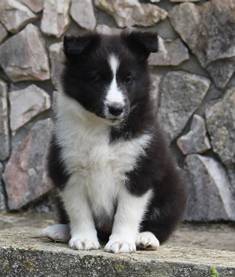 Pastor de Shetland - Mini Collie