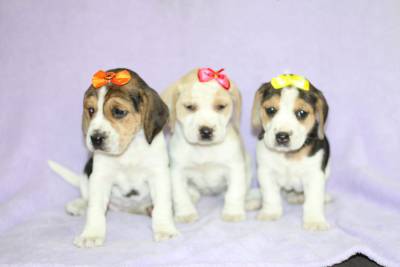 Beagle Bicolor e Tricolor