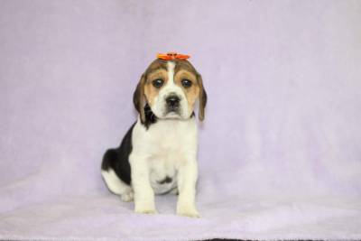 Beagle Bicolor e Tricolor