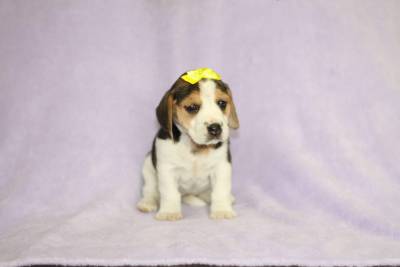 Beagle Bicolor e Tricolor