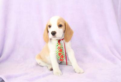 BEAGLE CANIL ESPECIALIZADO