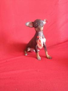 PINSCHER MINIATURA