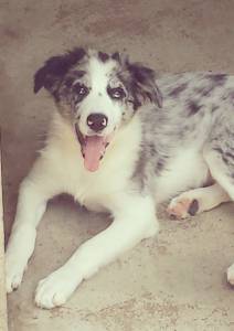 Filhote MACHO BLUE MERLE Border Collie PEDIGREE