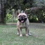 Bulldog Francs Padreador