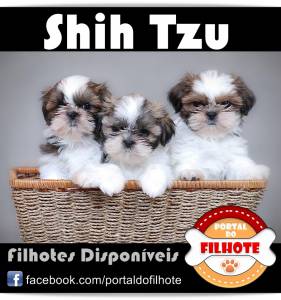 ShihTzu - Portal do Filhote RS