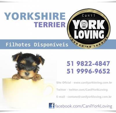 Yorkshire - Portal do Filhote RS