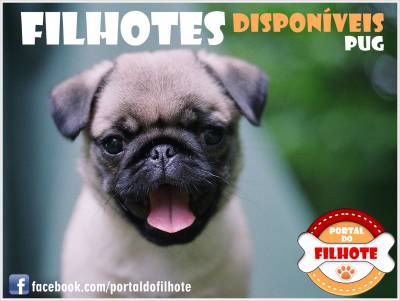 Pug - Portal do Filhote RS