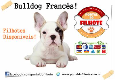 Buldogue Francs - Portal do Filhote RS