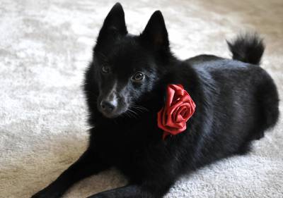 Vende filhote de Schipperke