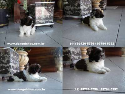 Filhotes de Shih Tzu a venda