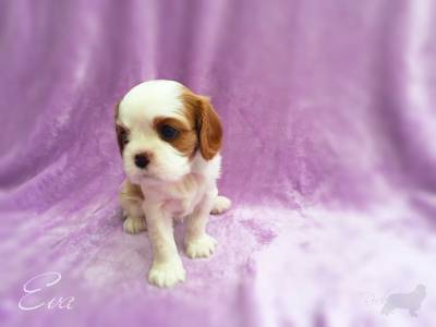 Cavalier King Charles