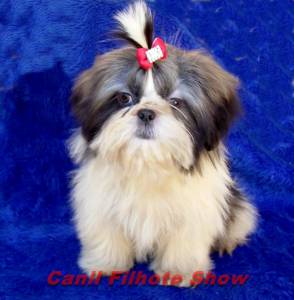 Filhote fmea Shih Tzu