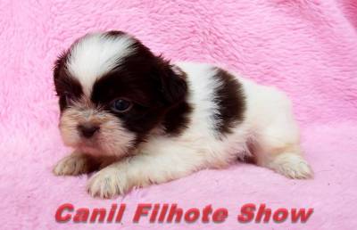 Femea Shih tzu