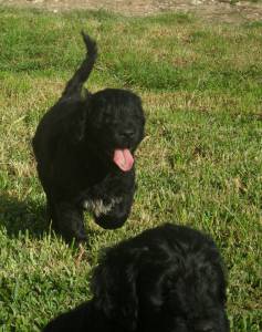 Cachorros Co de gua Portugus