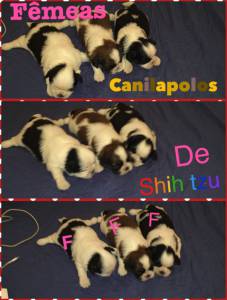 shihtzu micro raridade