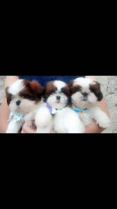 shihtzu micro raridade