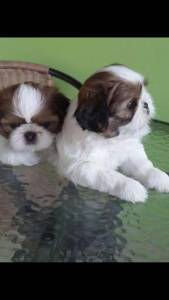 shihtzu micro raridade