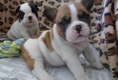 FMINHAS DE BULLDOG FRANCS