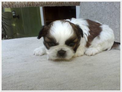 Filhote de Shihtzu