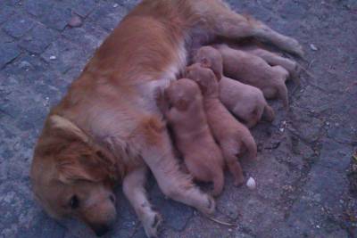 Golden Retriever - puros - Lop