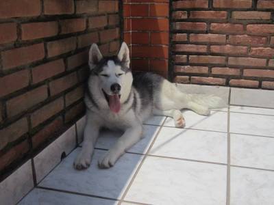 Husky Macho procura Husky fmea para cruzar