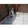 Husky Siberiano Husky Macho procura Husky fmea para cruzar