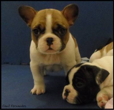 FMEAS DE BULLDOG FRANCS