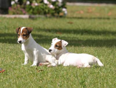 Jack russell Terrier