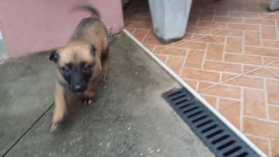 Pastor Belga Malinois Entrega Imediata