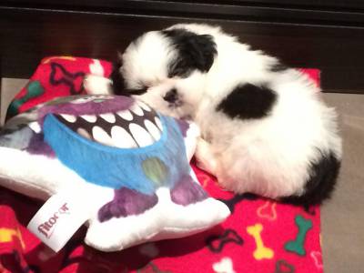 MACHINHOS SHIHTZU PENTREGA ZLESTE