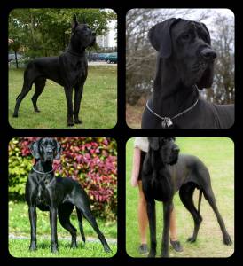 Dogue Alemão Filhos do Campeão de Portugal Dogue Alemão Filhos do Campeão de Portugal